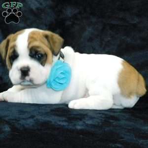 Wrinkles, Miniature Bulldog Puppy